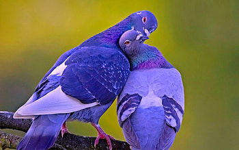 Love birds , Romantic aesthetics, Avian inspiration, Natural beauty HD wallpaper
