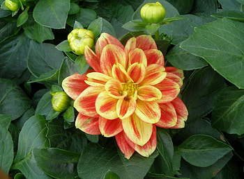 Flowers, Flower, Greens, Buds, Dahlia HD wallpaper