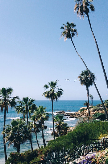 Visit us in California, Enjoy the Cali life, Palm trees , Beach lover's paradise HD phone wallpaper