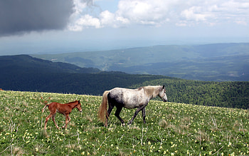 Animals, Horses HD wallpaper