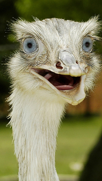Funny, Funny Bird HD phone wallpaper