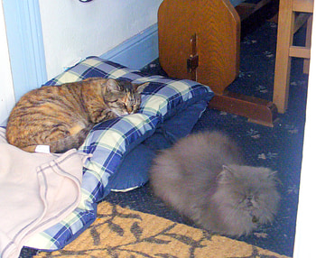 friends, (while sleeping anyway!!), cats, togetherness, relaxed, comfy HD wallpaper