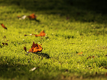 Leaves in autumn, leaves, green, colors, autumn, nature, grass, forest, tree HD wallpaper