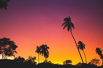 Nature, Sunset, Sky, Palms, Silhouettes, Tropics HD wallpaper