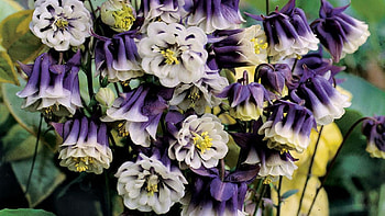 Aguilegia, Flowers, Nature, Plant, Purple HD wallpaper