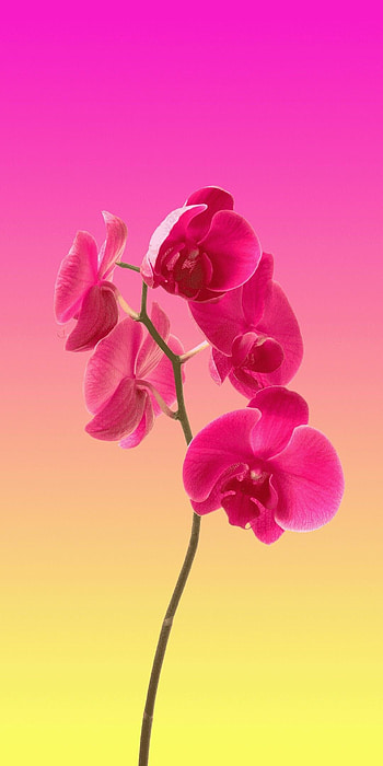 Orchid flower , , Floral beauty, Stunning ry HD phone wallpaper