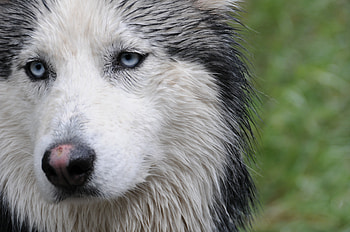 Animals, Dog, Muzzle, Wet, Husky HD wallpaper