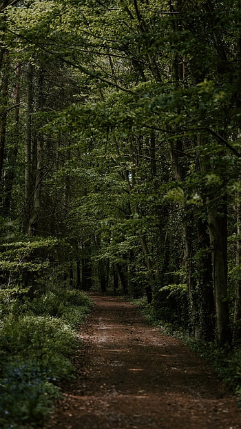 Forest, Green, Forest Green HD phone wallpaper
