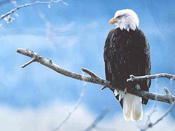 Eagle Eye, branch, wildlife, eagle, bird, nature, tree HD wallpaper
