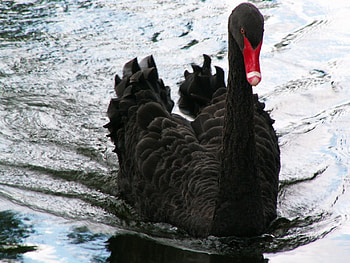 SWAN, WAVES, FEATHERS, WATER, WINGS HD wallpaper