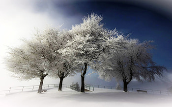 Sleeping trees, winter, blue, white, mood, landscape, trees, nature, country HD wallpaper