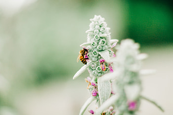 Flower, Macro, Insect, Bee, Focus HD wallpaper