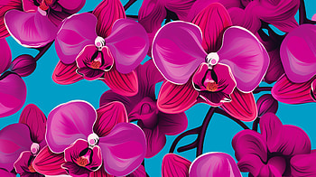 Vibrant Pink Orchids, nature, orchid, flower, floral, pink HD wallpaper