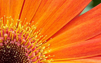 Leaves, Plant, Macro, Petals HD wallpaper