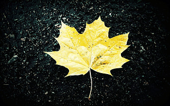 Maple leaf, Autumnal hues, Close-up shot, Natural phenomenon HD wallpaper