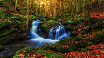 Small forest waterfall, creek, fall, waterfall, autumn, beautiful, forest, foliage, stream HD wallpaper