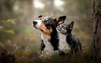 Dogs, cute, animal, graphy HD wallpaper