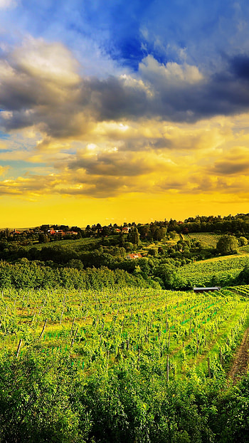 Latest, Yellow Grass HD phone wallpaper
