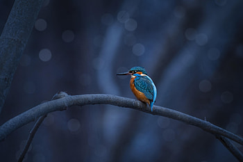 Azure Perch - Common Kingfisher Ultra, common kingfisher, Animal, kingfisher HD wallpaper