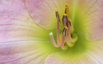 Flower, Macro, Petals, Stamens, Insides, Entrails HD wallpaper