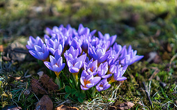 Crocuses, blue, spring, macro HD wallpaper