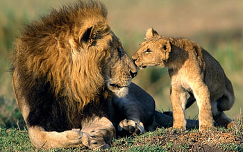 Animals, Lions HD wallpaper