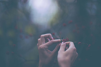 Flowers, Macro, Hands, Fingers HD wallpaper
