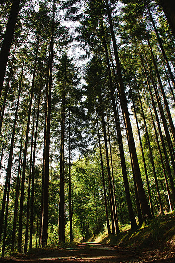 Nature, Trees, Road, Forest, Path, Dahl, Distance HD phone wallpaper