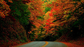 Autumn Forest Road, autumn, forests, nature, roads HD wallpaper