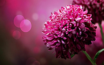 Chrysanthemum , Stunning backgrounds, Floral beauty, Vibrant colors HD wallpaper