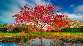 Springtime Blooms In Holland, blossoms, clouds, landscape, sky, tree, pond, park HD wallpaper