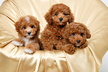 Animals, To Lie Down, Lie, Small, Three, Puppies HD wallpaper