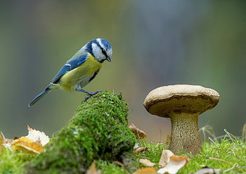 Blue Tit, bird, green, nature, mushroom, andrei kiseliov, pasari, pitigoi, yellow HD wallpaper