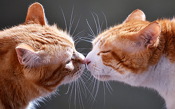 Cats, animal, kiss, nose HD wallpaper