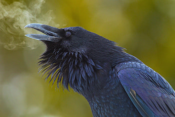 Raven, Animal, Birds HD wallpaper