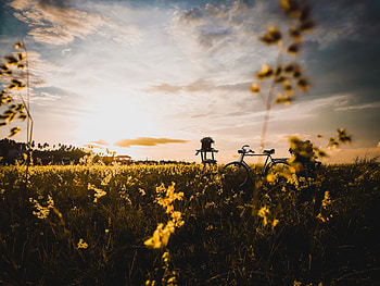 Bicycle In Field, bicycle, field, grass, graphy HD wallpaper