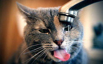 Animals, Cats HD wallpaper