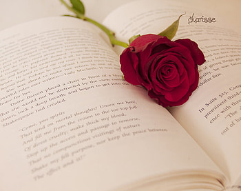Rose Marker, rose, still life, flowers, marker HD wallpaper