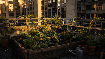 Rooftop Garden — Urban Oasis, Urban Gardening, Watering Can HD wallpaper