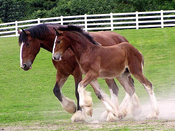 For an Afternoon stroll, horse, mare, clydesdale, awesome, foal HD wallpaper