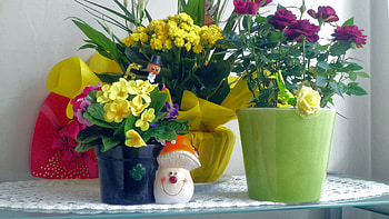 waiting for spring, happy, flowers, spring, , colors, beatiful HD wallpaper