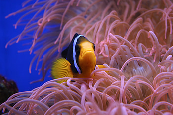 Clownfish, Rutgers, Vice HD wallpaper