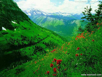 spring, nature, flowers, mauntains HD wallpaper