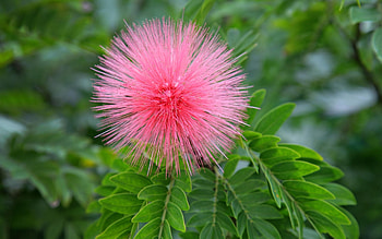 Plants, Flowers HD wallpaper
