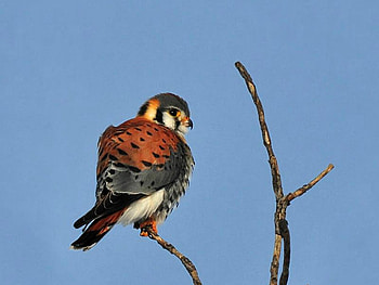 Beautiful Bird, cool, beautiful, bird HD wallpaper
