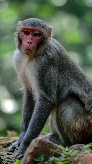 Monkey, Red Face HD phone wallpaper