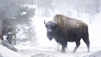 Bison in winter, Winter-themed buffalo , Mesmerizing bison , Snow-covered buffalo HD wallpaper