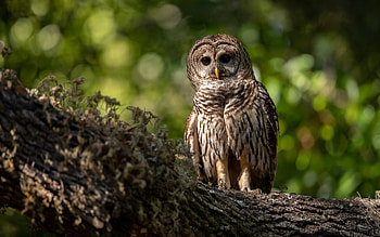 Owl, animal, nature, bird HD wallpaper
