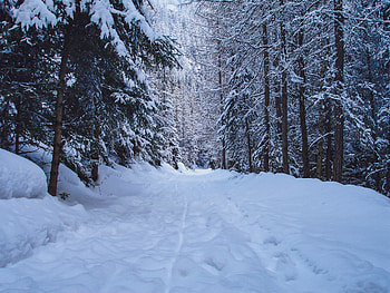 Walking path, winter, tree, forest, nature HD wallpaper