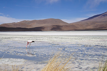 Animals, Flamingo, Lake, Reserve HD wallpaper